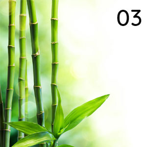 Bambus: Bambus