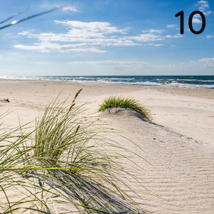 Küstengras: Küstengras