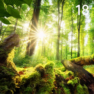 Sonniger Sommerwald: Sonniger Sommerwald