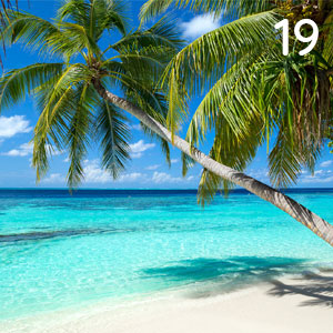 Palmenstrand: Palmenstrand