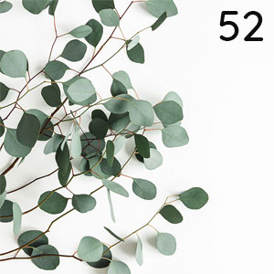 Eukalyptus: Eukalyptus