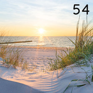 Küstengras in Abendsonne: Küstengras in Abendsonne