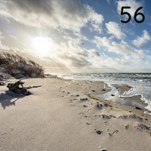 Sandstrand mit Treibholz: Sandstrand mit Treibholz