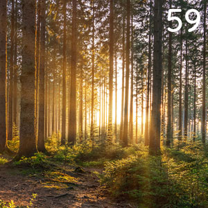 Frühlingswald bei Sonnenaufgang: Frühlingswald bei Sonnenaufgang