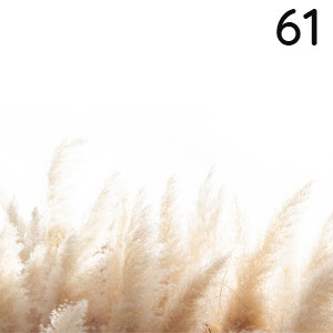 Pampasgras: Pampasgras