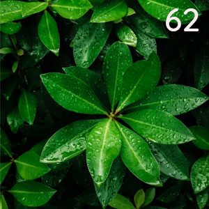 Schefflera im Regen: Schefflera im Regen