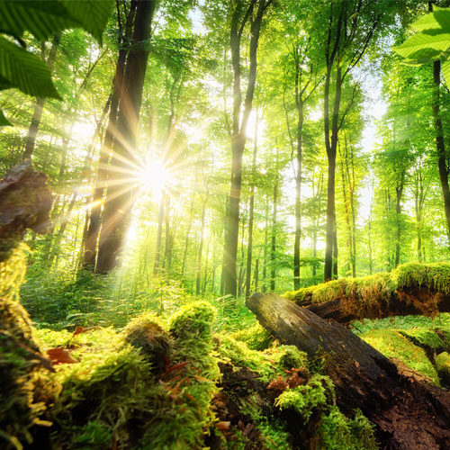 HSK Renodeco Dekor Sonniger Sommerwald HSK Renodeco Dekor Sonniger Sommerwald